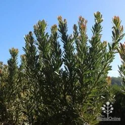 Protea Pink Ice -Bloom Field Shop apo protea bushes at farm