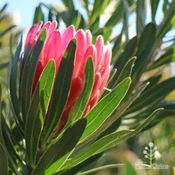 Bloom Field Shop -Bloom Field Shop apo protea pink ice backlit