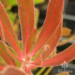 Protea Pink Ice -Bloom Field Shop apo protea pink ice leaf vein colour
