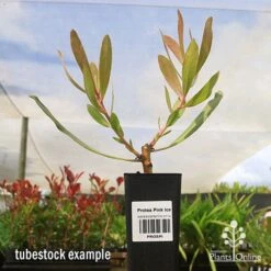 Protea Pink Ice -Bloom Field Shop apo protea pink ice tubestock2