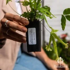 Pteris - Slender Brake Fern -Bloom Field Shop apo pteris tube 1