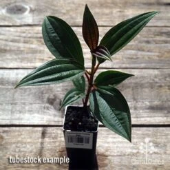 Tibouchina Purple Star -Bloom Field Shop apo purple star tubestock above