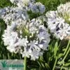 Agapanthus Queen Mum -Bloom Field Shop apo queen mum flower close