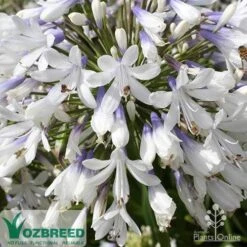 Agapanthus Queen Mum -Bloom Field Shop apo queen mum flower zoom