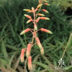 Aloe Quicksilver - Succulent 25 Aloe Quicksilver - Succulent -Bloom Field Shop apo quicksilver flowerbuds