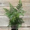 Humata - Rabbit's Foot Fern -Bloom Field Shop apo rabbits foot fern tubestock above