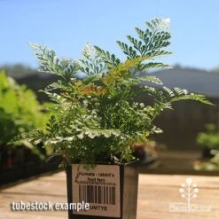 Humata - Rabbit's Foot Fern -Bloom Field Shop apo rabbits foot fern tubestock 1