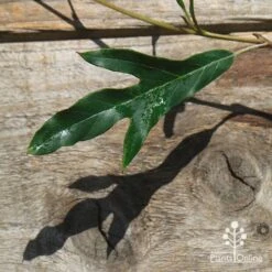 Grevillea Raptor -Bloom Field Shop apo raptor leaf