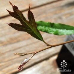 Grevillea Raptor -Bloom Field Shop apo raptor leaf colour
