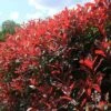 Photinia Red Robin -Bloom Field Shop apo red robin hedge nursery2