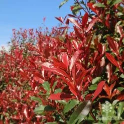 Photinia Red Robin -Bloom Field Shop apo red robin hedge nursery 1