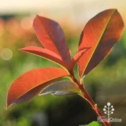 Photinia Red Robin -Bloom Field Shop apo red robin new leaves backlit
