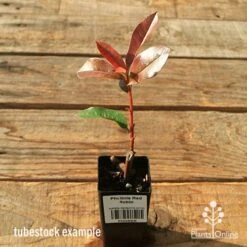 Photinia Red Robin -Bloom Field Shop apo red robin tubestock