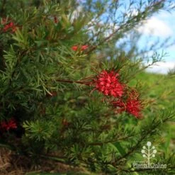 Grevillea Red Wings -Bloom Field Shop apo red wings grevillea bush