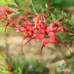 Grevillea Red Wings -Bloom Field Shop apo red wings grevillea flower ladybird