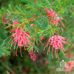 Grevillea Red Wings -Bloom Field Shop apo redwings grevillea bush flowering