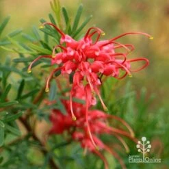Grevillea Red Wings -Bloom Field Shop apo redwings grevillea flower closeup 2