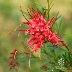 Grevillea Red Wings -Bloom Field Shop apo redwings grevillea flower closeup