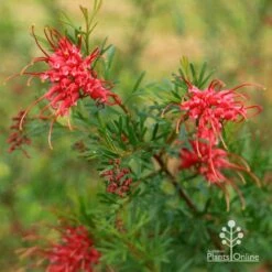 Grevillea Red Wings -Bloom Field Shop apo redwings grevillea flowering