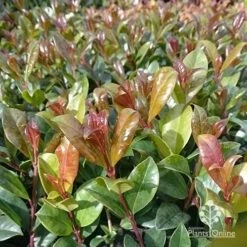 Syzygium Resilience - Lilly Pilly -Bloom Field Shop apo resilience new leaf colour