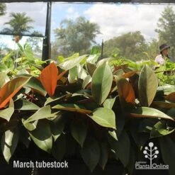 Philodendron Rojo Congo -Bloom Field Shop apo rojo march