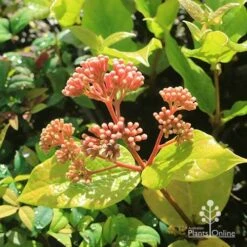 Rondeletia Amoena 39 Rondeletia Amoena -Bloom Field Shop apo rondeletia amoena buds july
