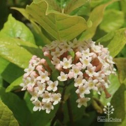 Rondeletia Amoena 33 Rondeletia Amoena -Bloom Field Shop apo rondeletia amoena flower