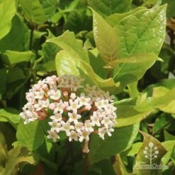 Rondeletia Amoena 36 Rondeletia Amoena -Bloom Field Shop apo rondeletia amoena flower leaf