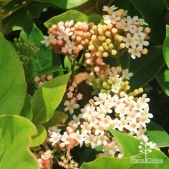 Rondeletia Amoena 31 Rondeletia Amoena -Bloom Field Shop apo rondeletia amoena flowers