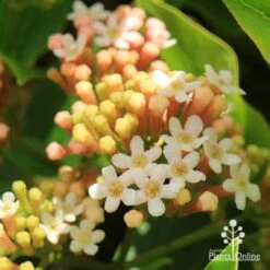 Rondeletia Amoena 32 Rondeletia Amoena -Bloom Field Shop apo rondeletia amoena flowers closeup