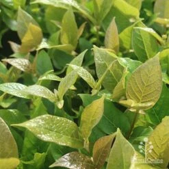 Rondeletia Amoena 28 Rondeletia Amoena -Bloom Field Shop apo rondeletia amoena foliage