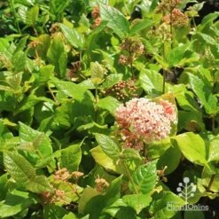 Rondeletia Amoena 35 Rondeletia Amoena -Bloom Field Shop apo rondeletia amoena plants