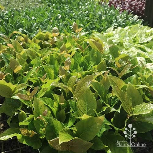 Rondeletia Amoena 20 Rondeletia Amoena - Image 18