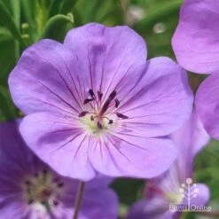 Geranium Rozanne -Bloom Field Shop apo roseanne geranium close