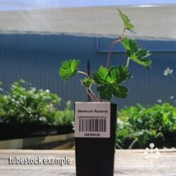 Geranium Rozanne -Bloom Field Shop apo rozanne tubestock
