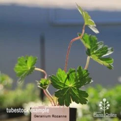 Geranium Rozanne -Bloom Field Shop apo rozanne tubestock closer