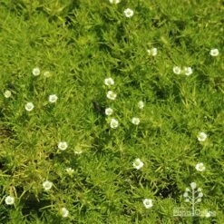 Sagina Subulata Aurea – Scotch Moss 17 Sagina Subulata Aurea – Scotch Moss -Bloom Field Shop apo sagina aurea flowers