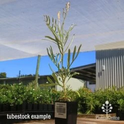 Grevillea Sandra Gordon -Bloom Field Shop apo sandra gordon grevillea tubestock 1