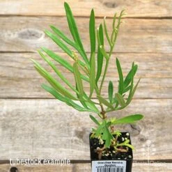 Grevillea Sandra Gordon -Bloom Field Shop apo sandra gordon tubestock