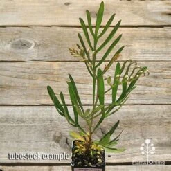 Grevillea Sandra Gordon -Bloom Field Shop apo sandra gordon tubestock top