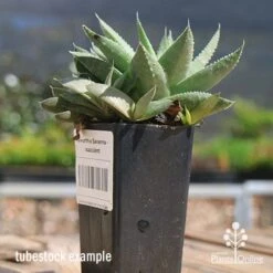 Haworthia Savanna - Succulent -Bloom Field Shop apo savanna and pups