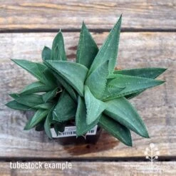Haworthia Savanna - Succulent -Bloom Field Shop apo savanna big size top