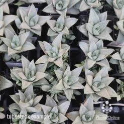 Haworthia Savanna - Succulent -Bloom Field Shop apo savanna tubestocks