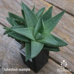 Haworthia Savanna - Succulent -Bloom Field Shop apo savannah big size