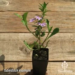 Scaevola Purple Fanfare - Fan Flower -Bloom Field Shop apo scaevola fanfare tubestock flowering