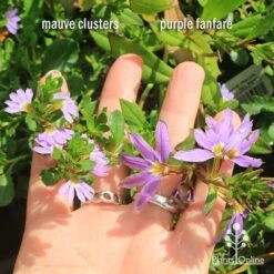 Scaevola Purple Fanfare - Fan Flower -Bloom Field Shop apo scaevola flowersize compare