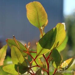 Eucalyptus Summer Scentsation - Flowering Gum 13 Eucalyptus Summer Scentsation - Flowering Gum -Bloom Field Shop apo scentsation gum red stems