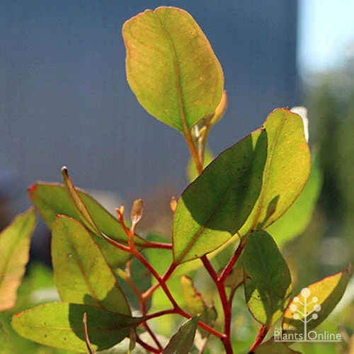 Eucalyptus Summer Scentsation - Flowering Gum 8 Eucalyptus Summer Scentsation - Flowering Gum - Image 6