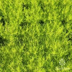 Sagina Subulata Aurea – Scotch Moss 23 Sagina Subulata Aurea – Scotch Moss -Bloom Field Shop apo scotch moss carpet