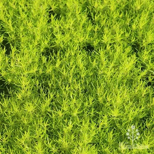 Sagina Subulata Aurea – Scotch Moss 12 Sagina Subulata Aurea – Scotch Moss - Image 10